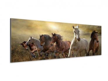 Panorama Wilde Pferde - Aluminiumbild